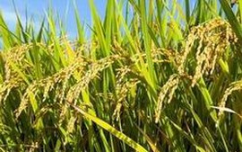 Khẩn trương xây dựng Đề án sản xuất Sản phẩm lúa gạo chất lượng cao